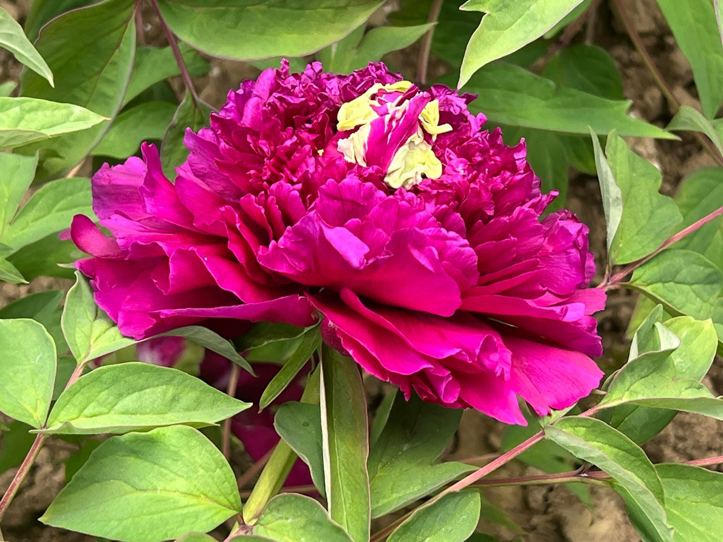 "Champion Crown" large flower tree peony