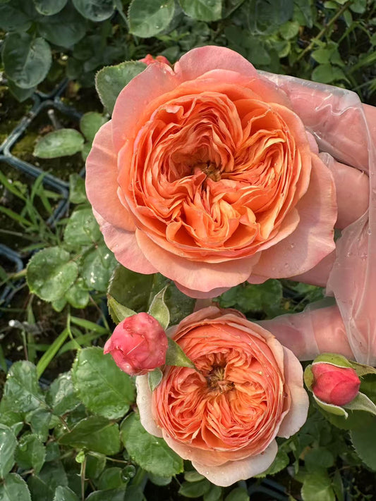 Dorset garden rose plant flower bush shrub