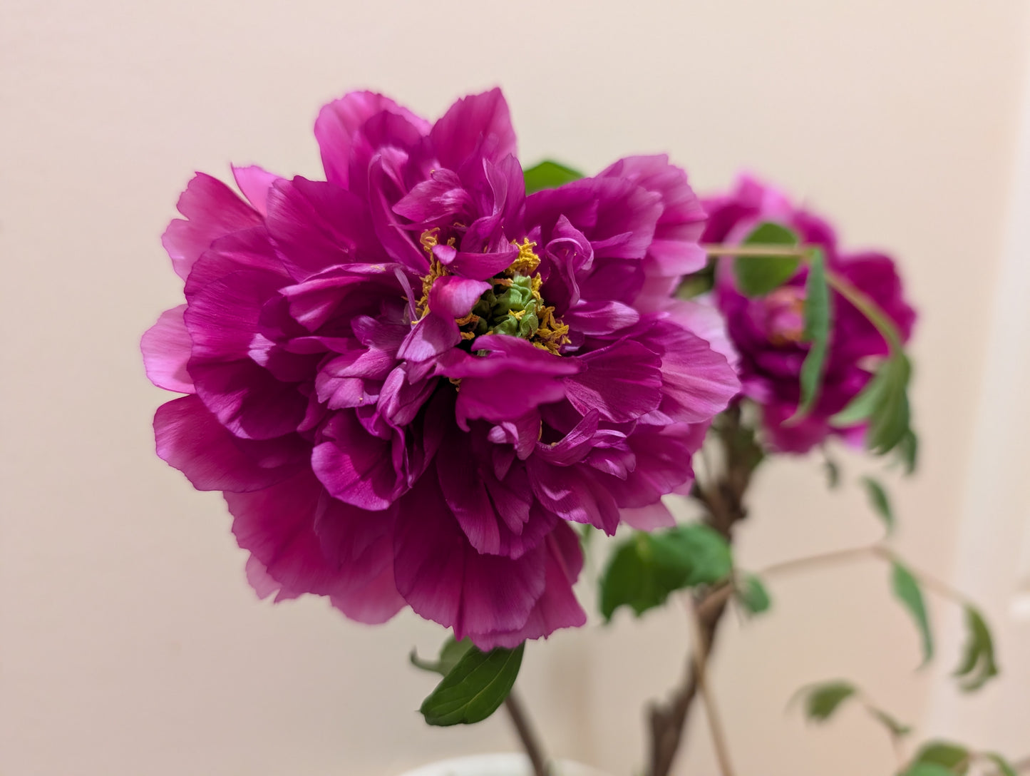 "Champion Crown" large flower tree peony