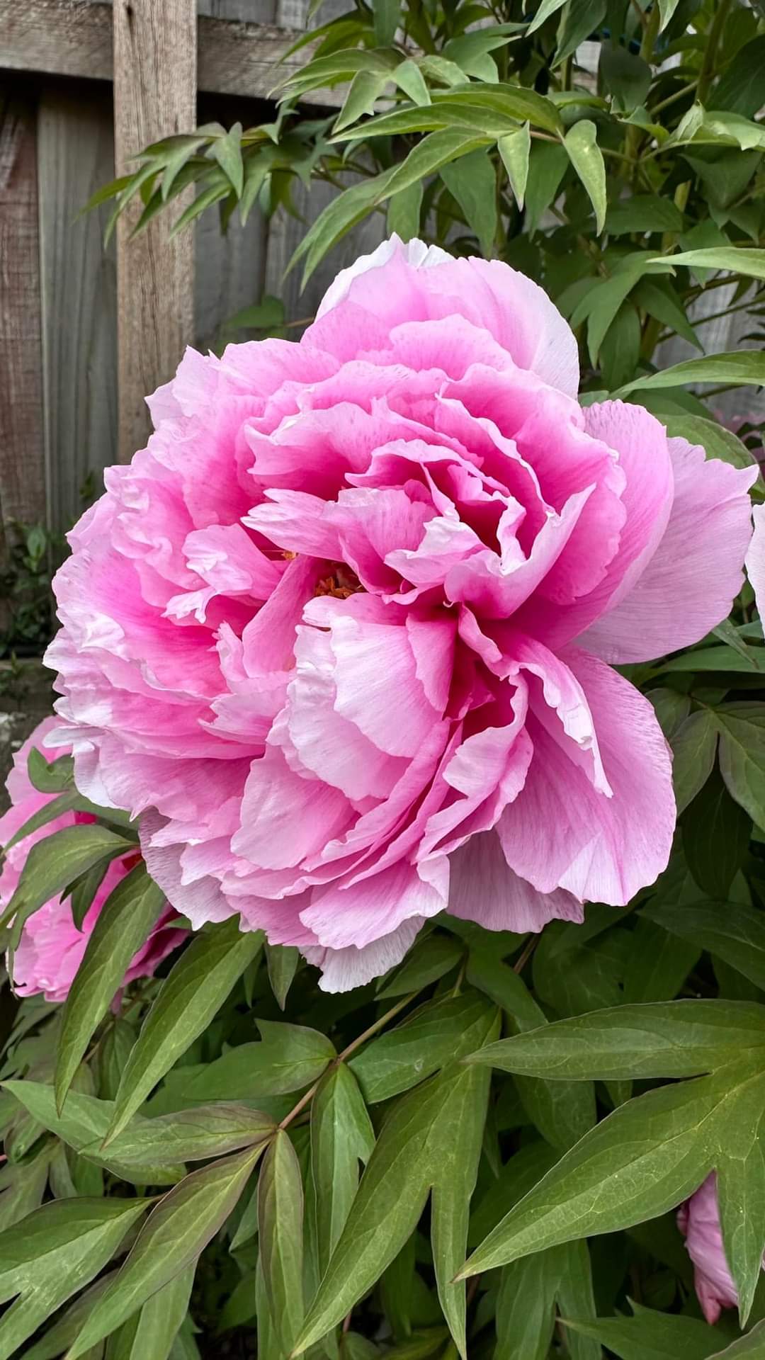 Japanese large flower tree peony (available soon)