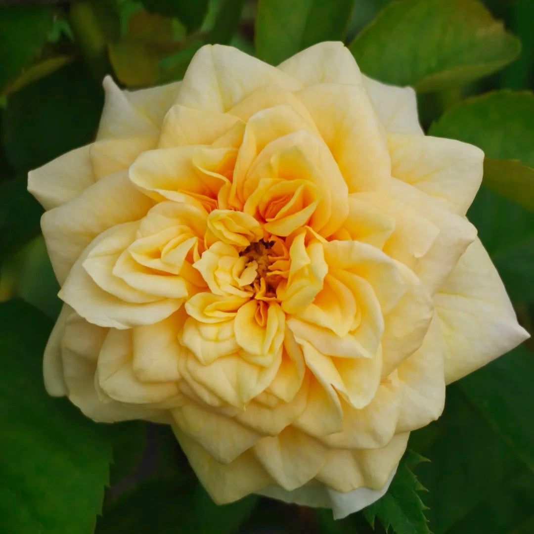 King's Cross garden rose plant flower bush shrub