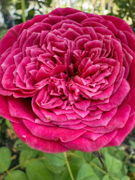 Just More rose plant flower bush shrub
