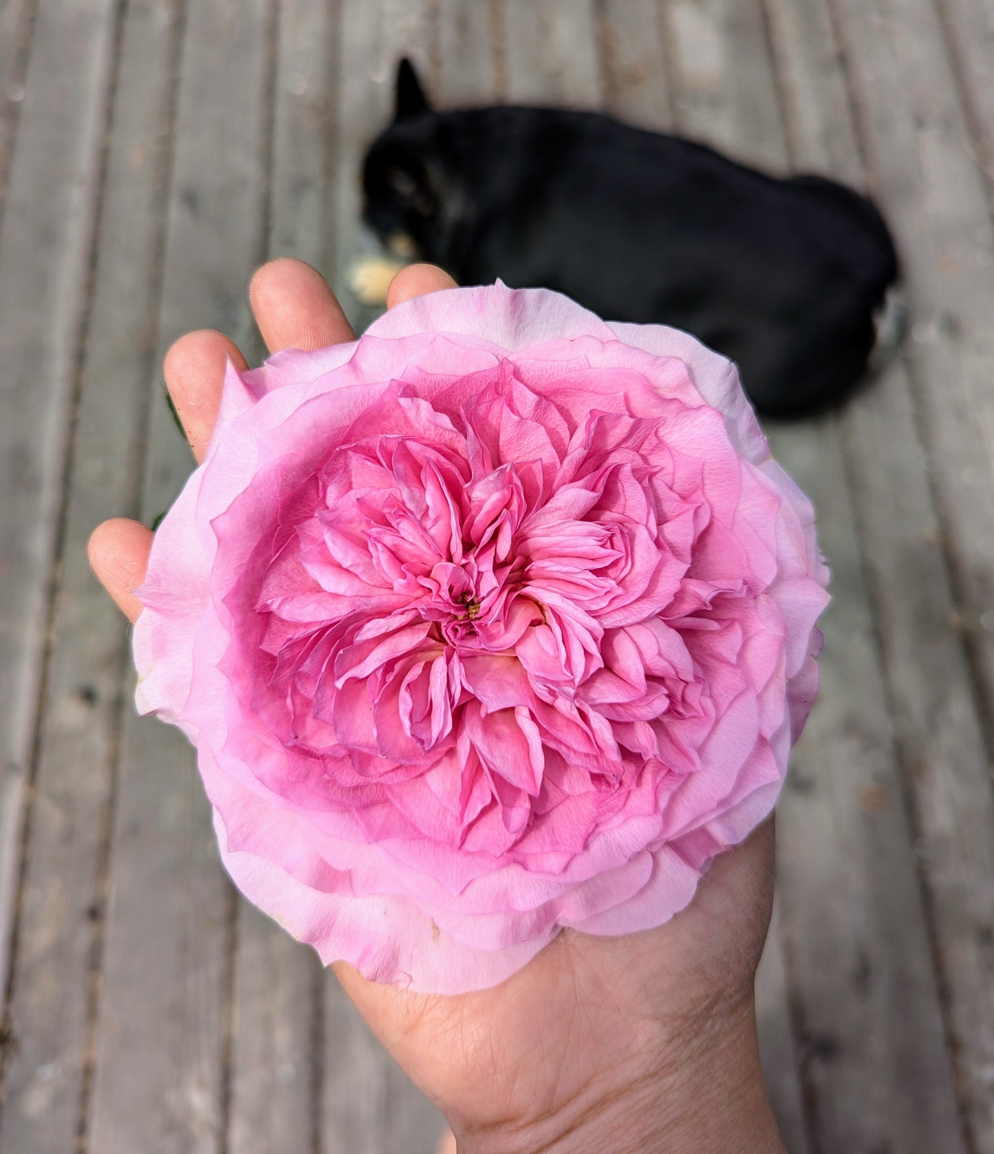 New rose garden rose plant flower bush shrub