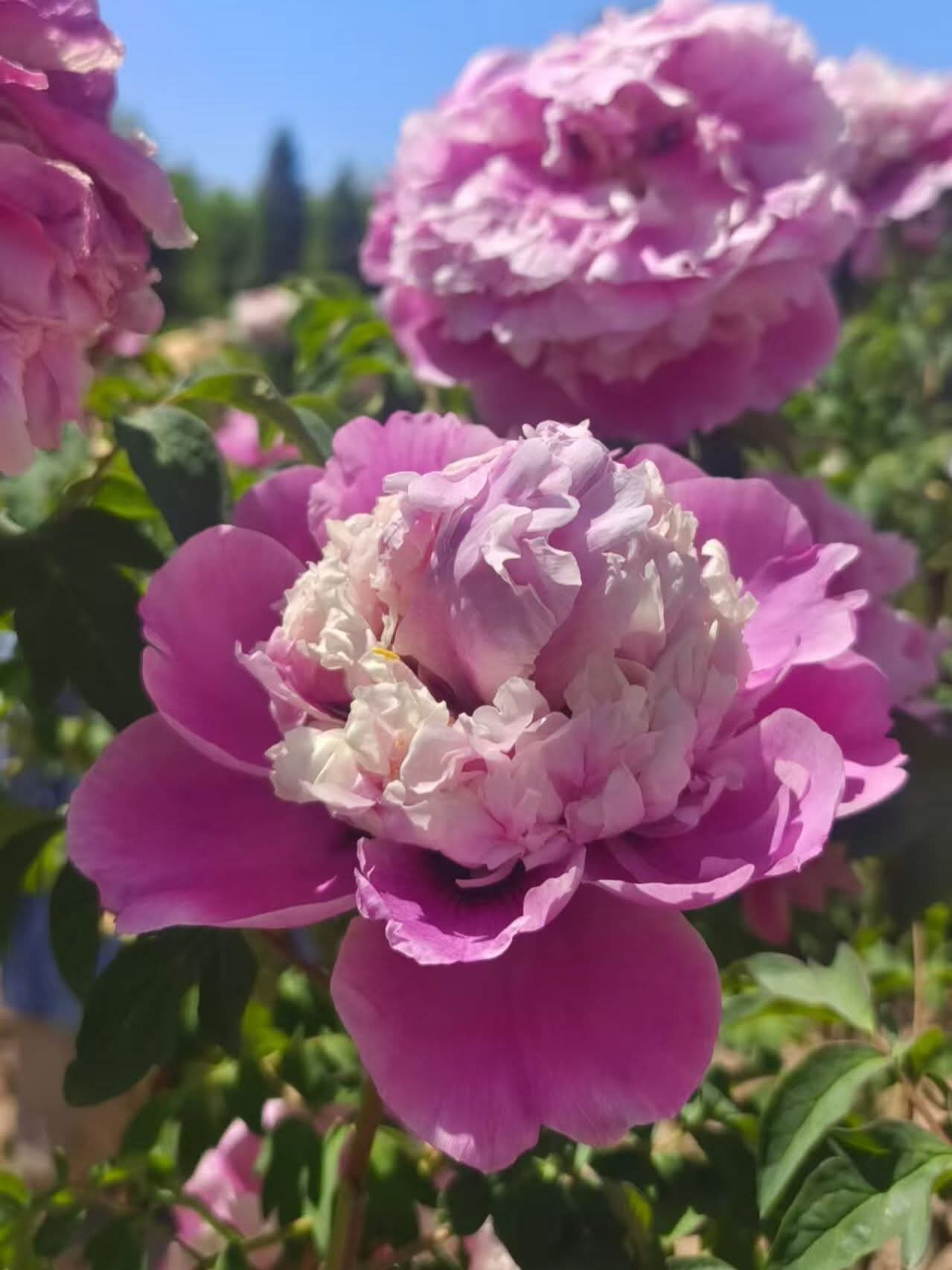 Multicolor anemone large flower tree peony