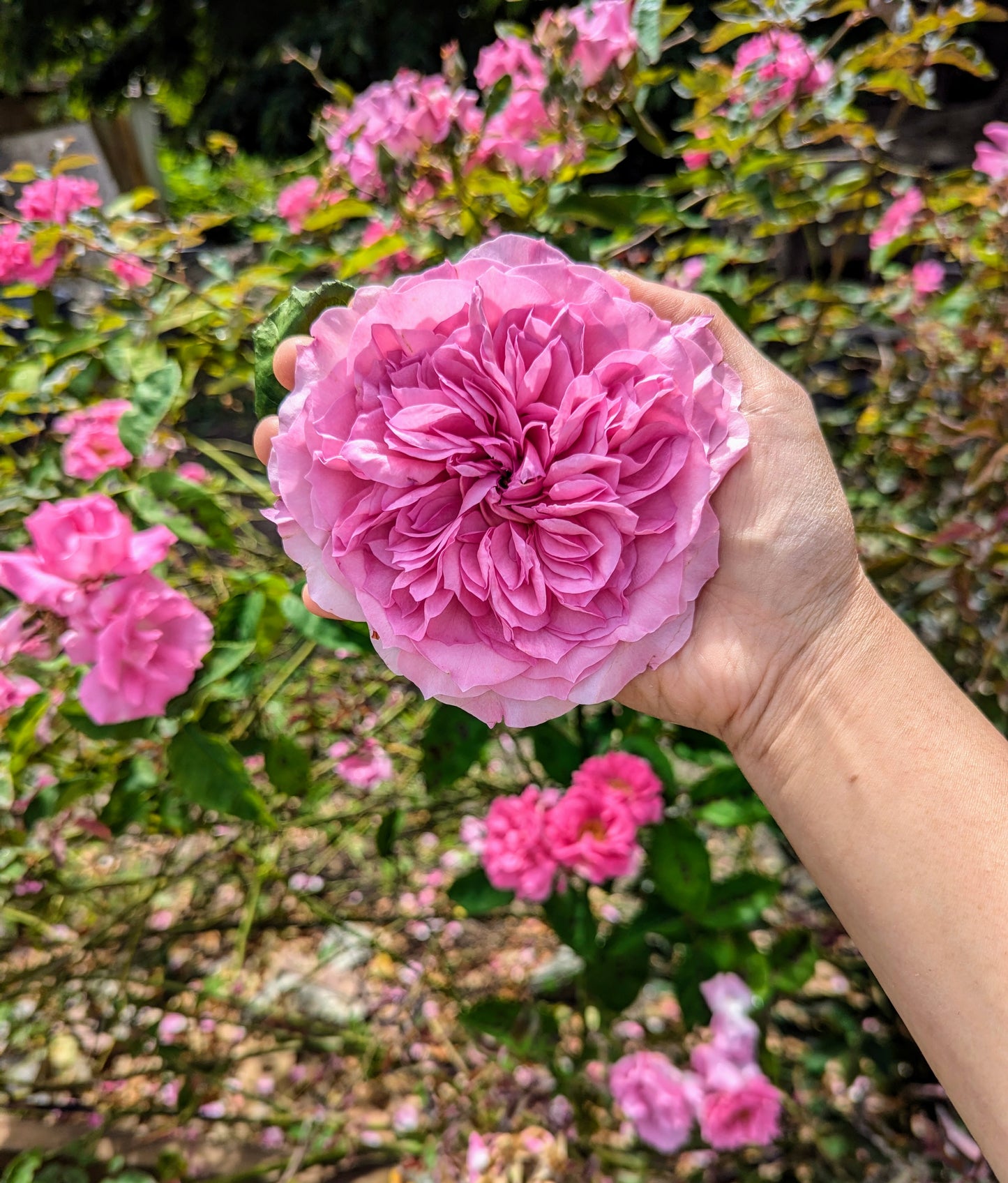 New rose garden rose plant flower bush shrub