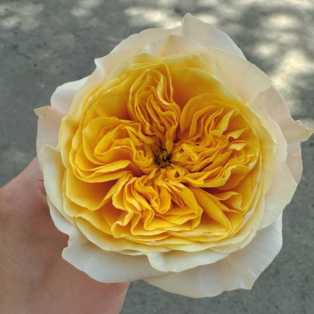 King's Cross garden rose plant flower bush shrub