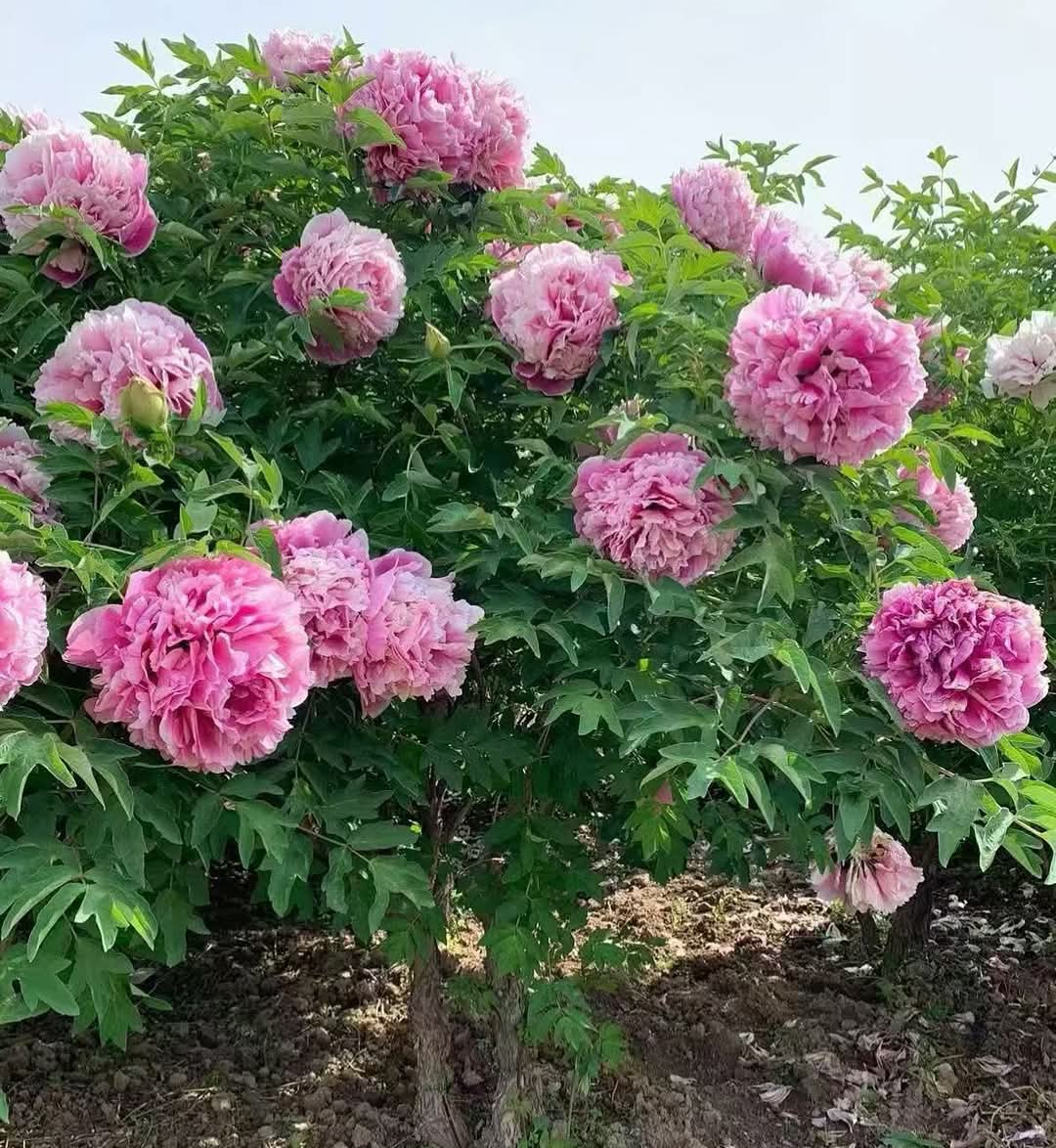 Multicolor anemone large flower tree peony