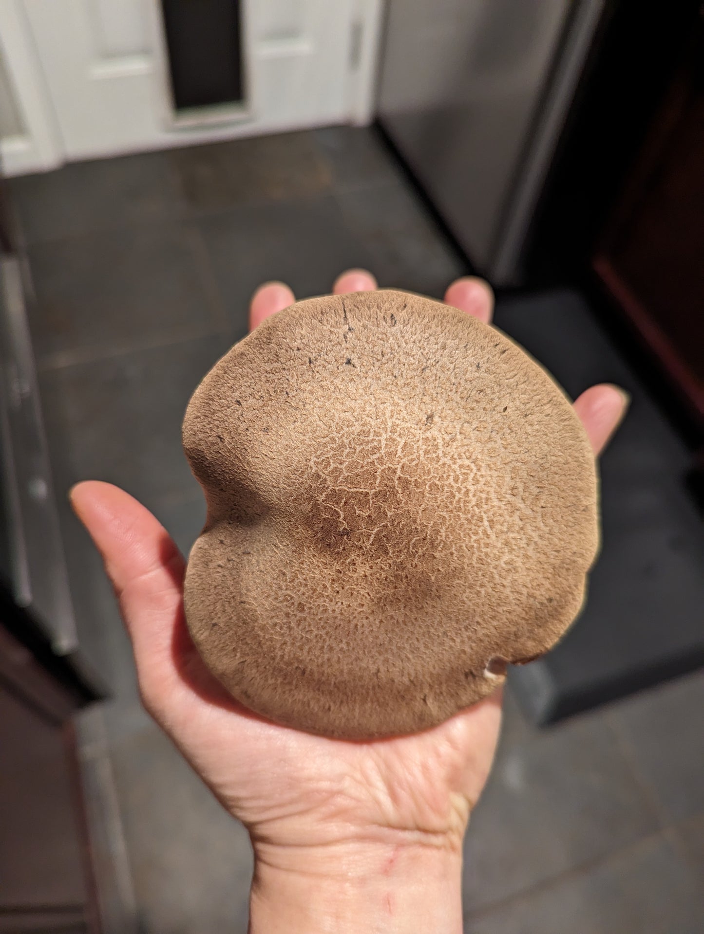 Organic Shiitake Fruiting Block – Mushroom Growing Kit