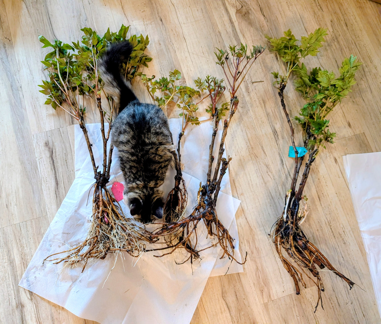 Random and lost tag large flower tree peony