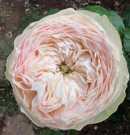 Pink Pie wedding garden rose plant large flower bush deciduous shrub