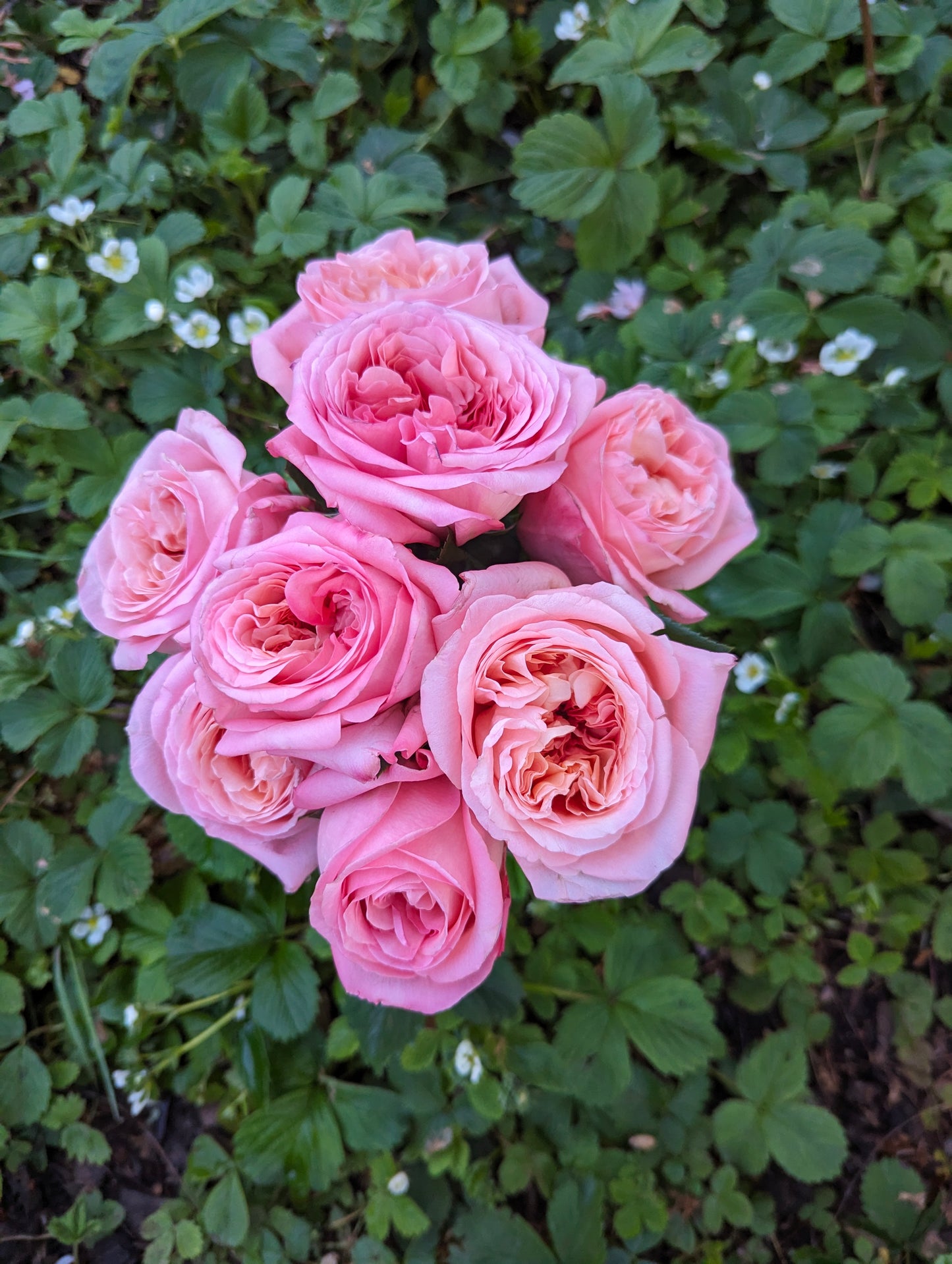Pink Xpression garden rose plant flower bush shrub