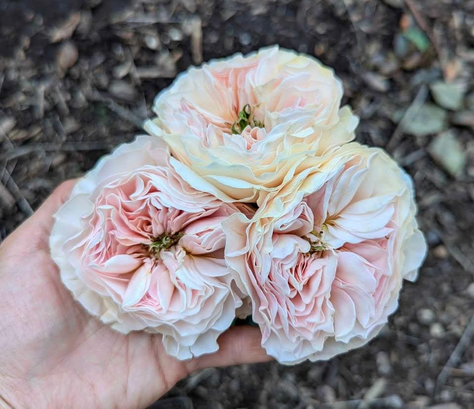 Charit lookalike rose plant flower bush shrub