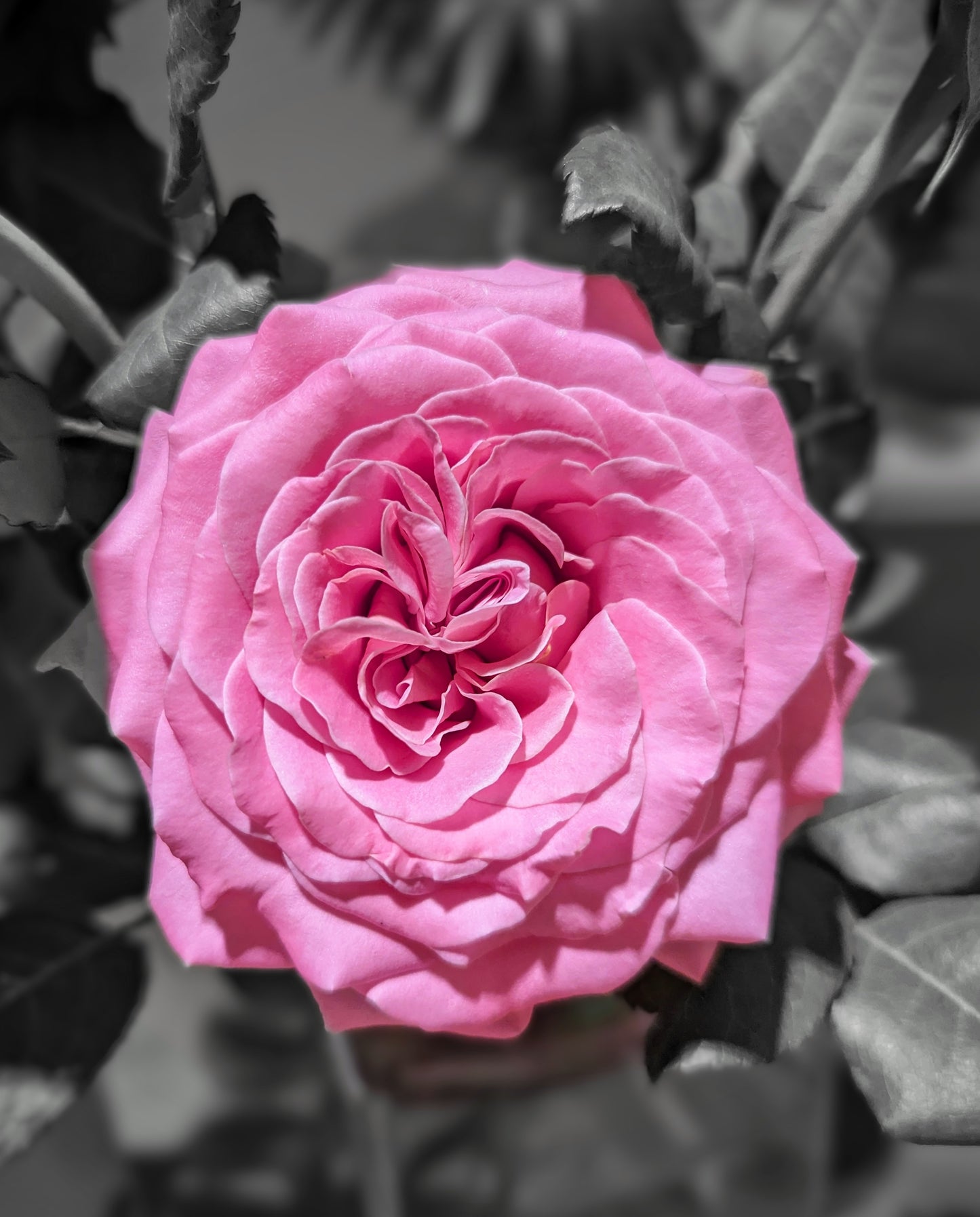 Ashley lookalike thornless rose garden rose plant flower bush shrub