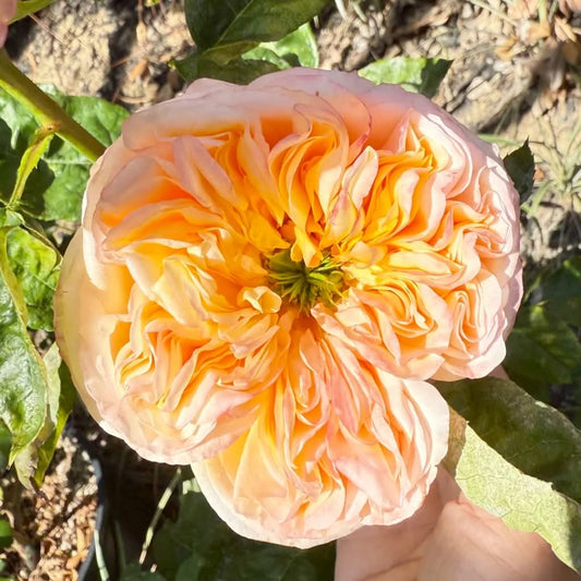 Peach Cream Xpression garden rose plant flower bush shrub