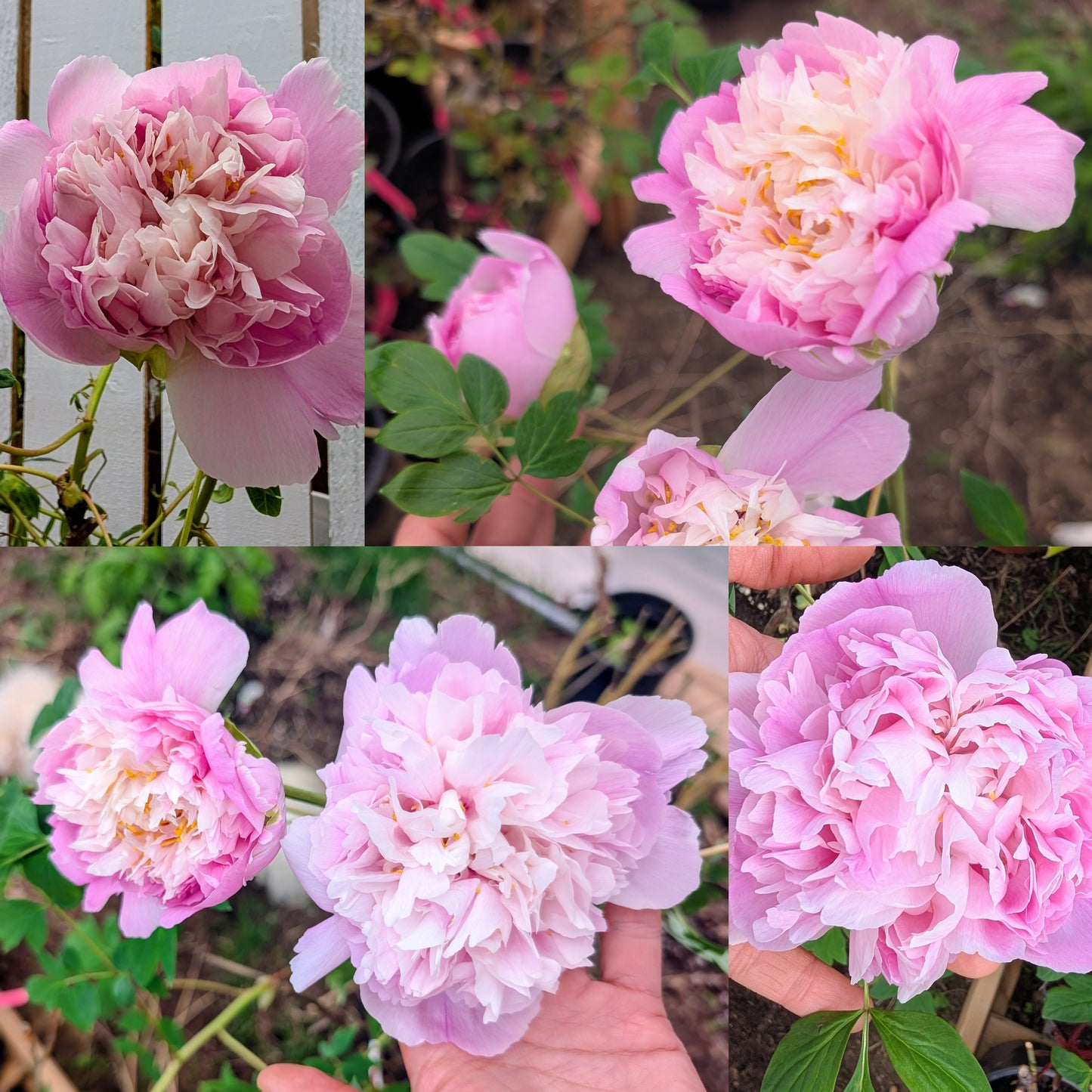 "Blue sky floating clouds" large flower tree peony