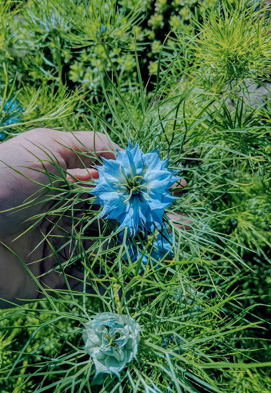 Free Love in the Mist seeds