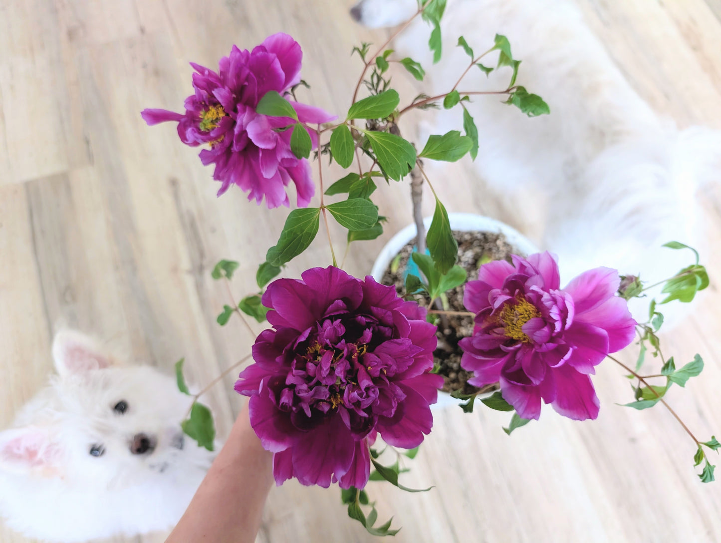 "Champion Crown" large flower tree peony