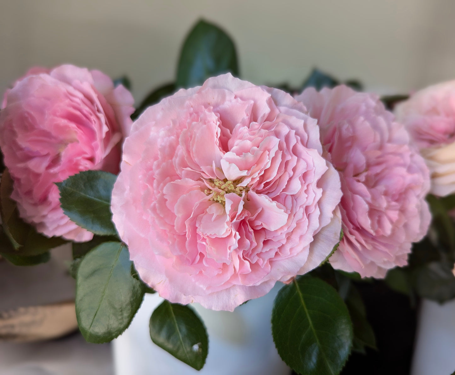 Mayra Pink lookalike garden rose plant flower bush shrub