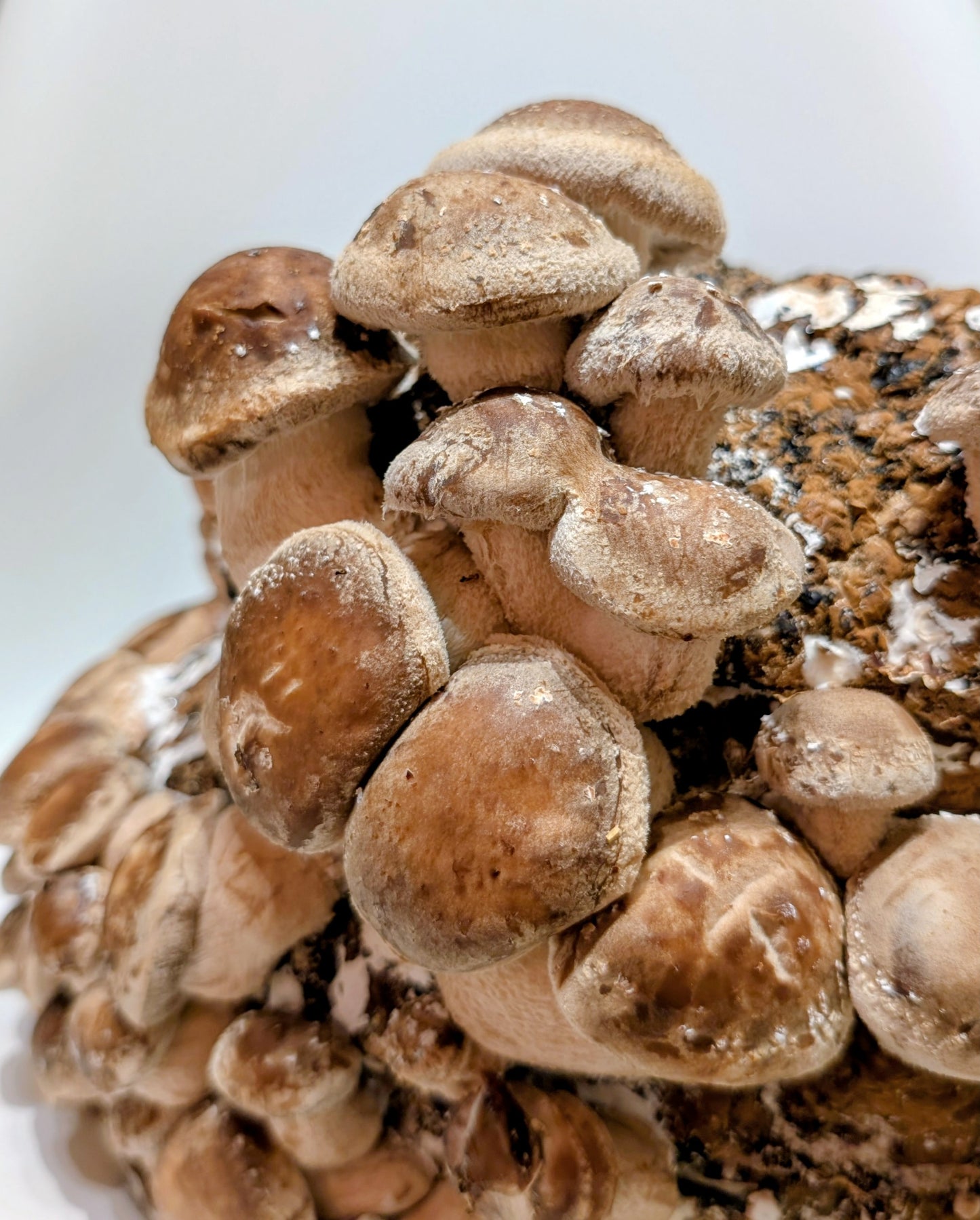 Organic Shiitake Fruiting Block – Mushroom Growing Kit