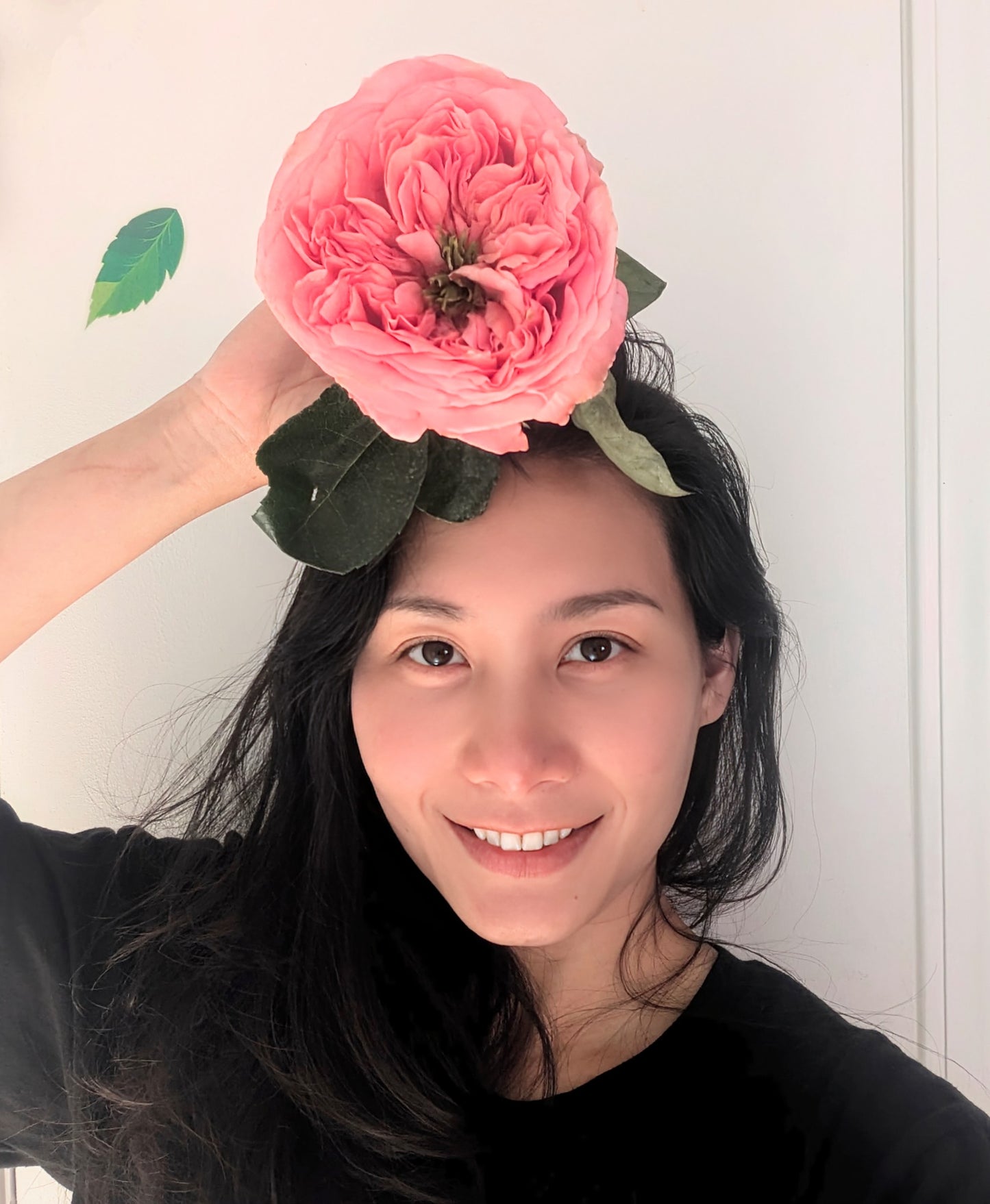 Pink Xpression lookalike garden rose plant flower bush shrub