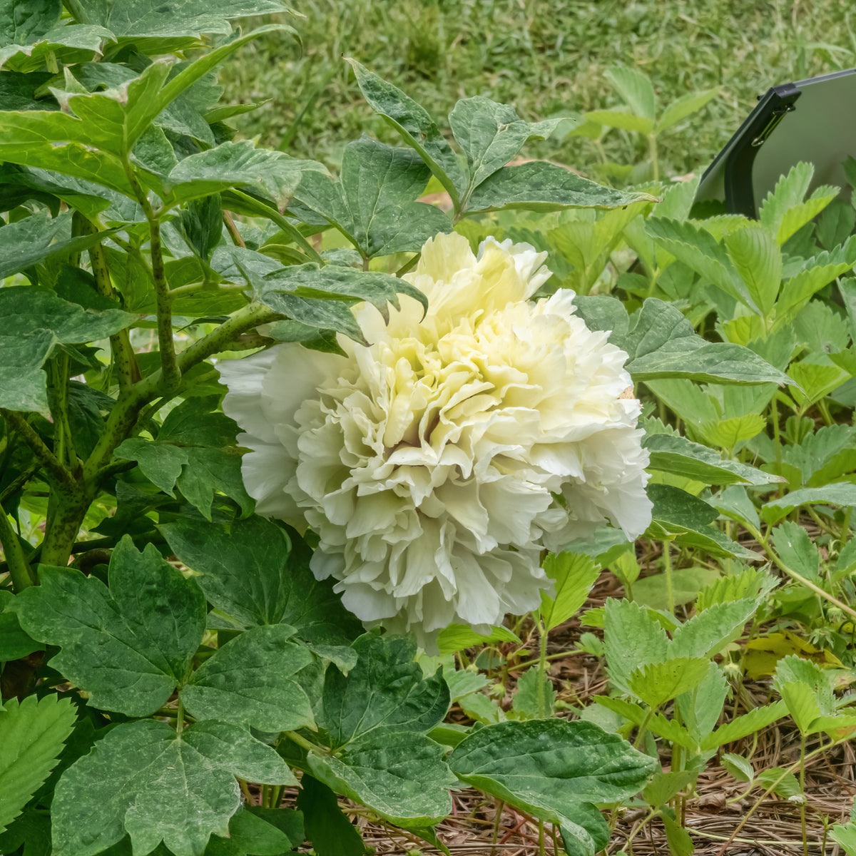"Green peas" large flower tree peony