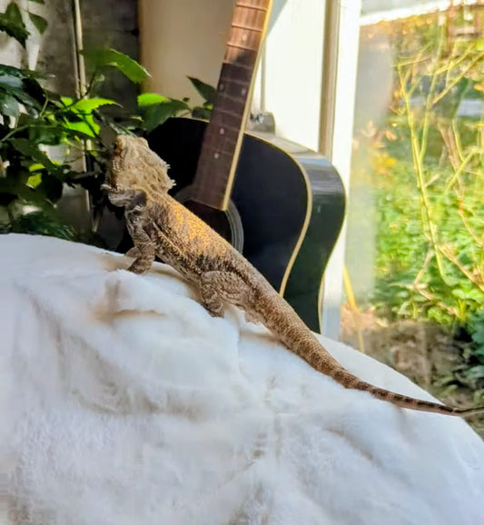Bearded dragon
