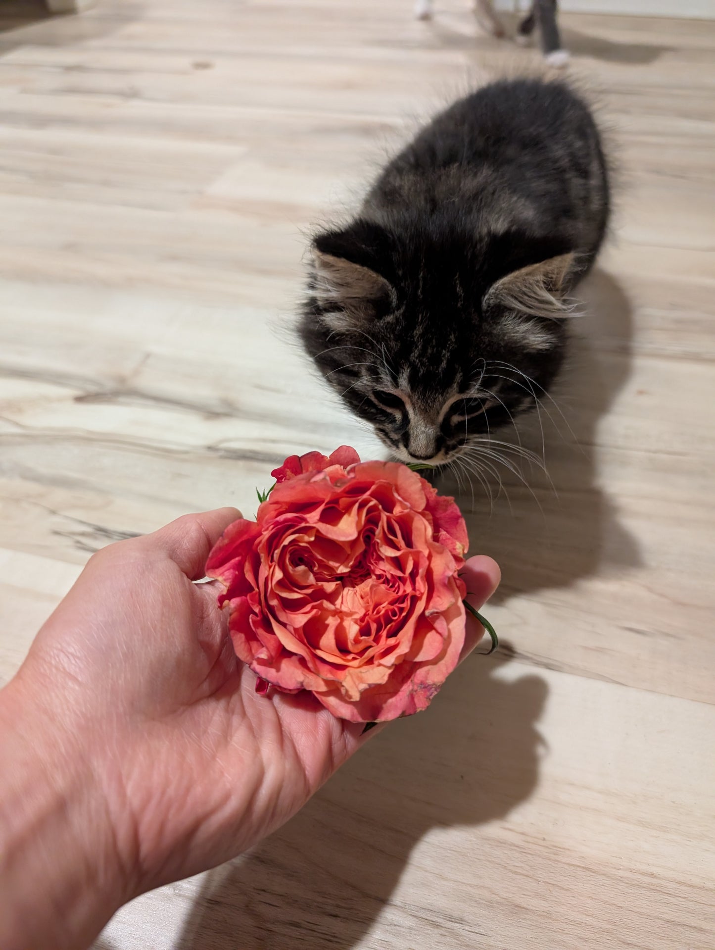 Orange Romantica lookalike garden rose plant flower bush deciduous shrub