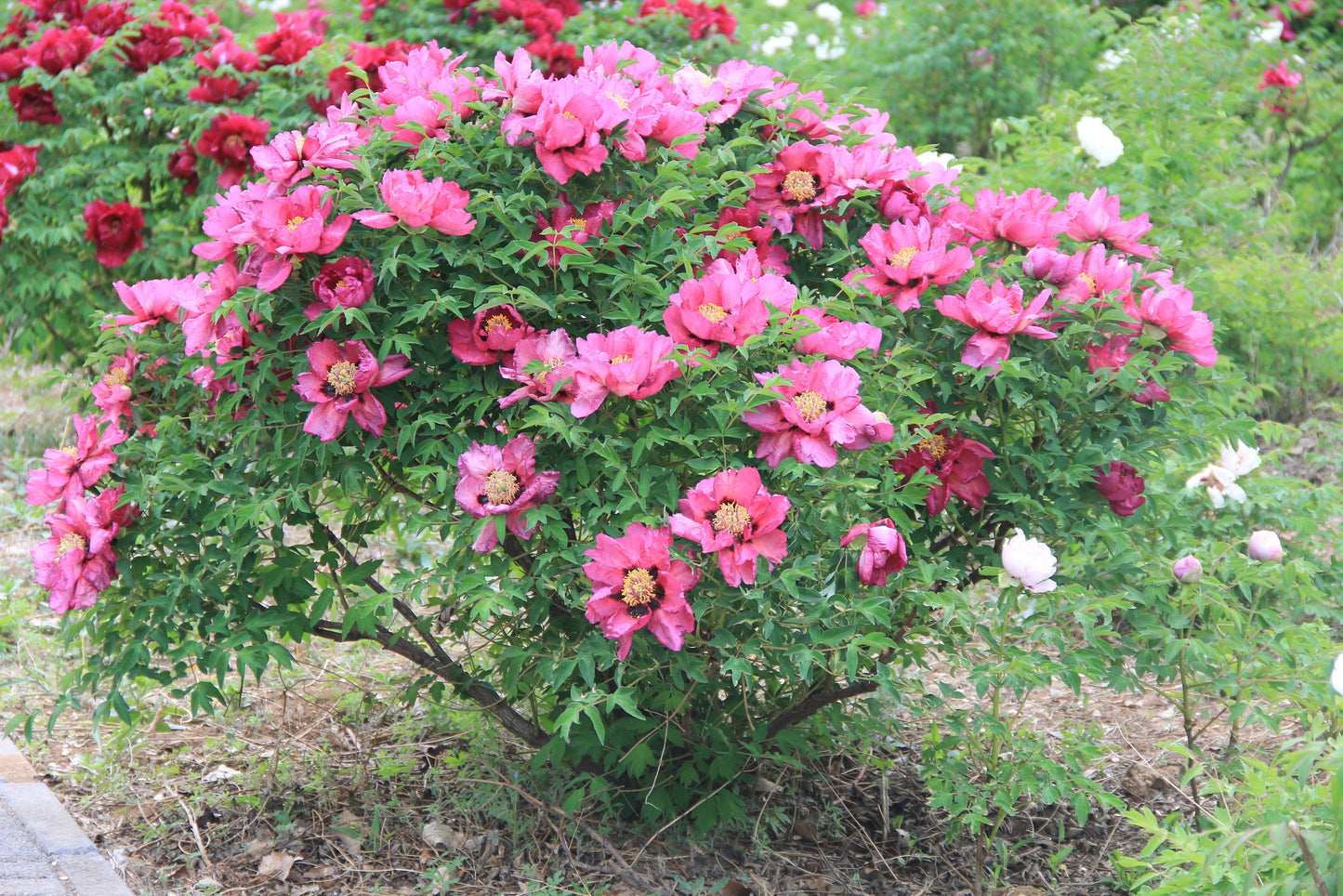 "Sweet Magic" large flower tree peony