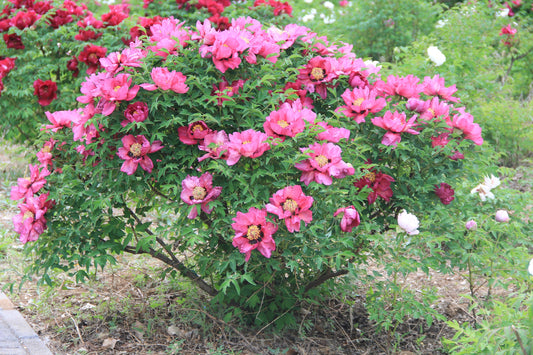 "Sweet Magic" large flower tree peony