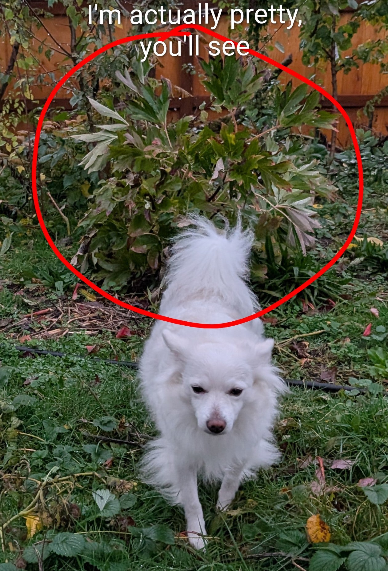 "Champion Crown" large flower tree peony