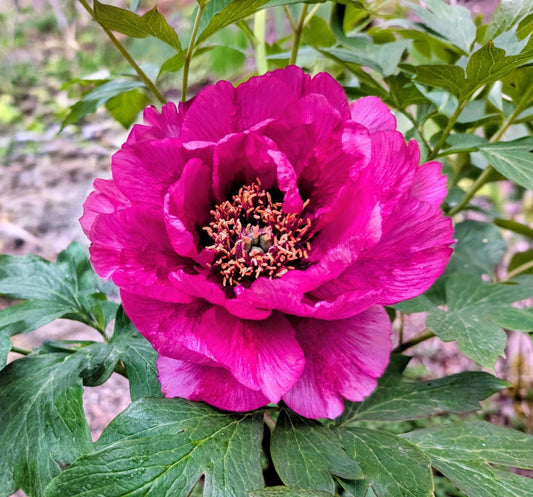 Tree Peony Purple 2YR