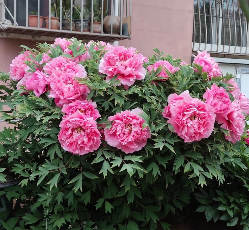 "Prosperous Family" large flower tree peony
