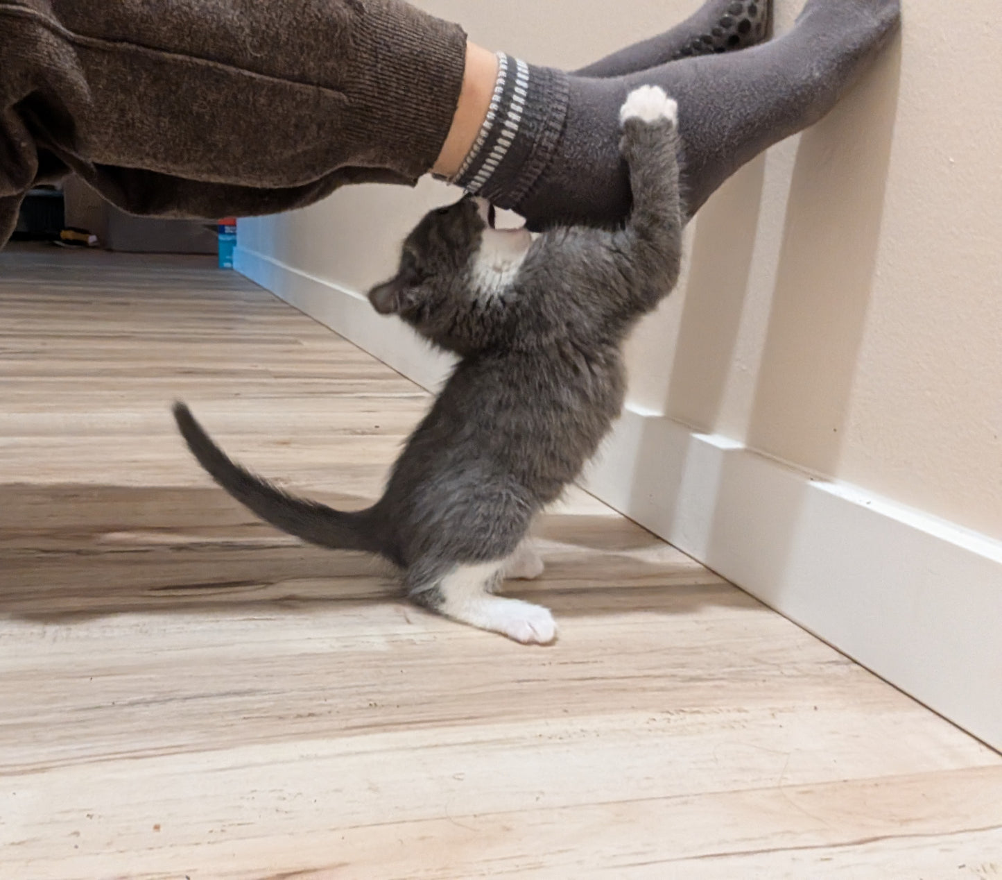 2.5 month old kitten kitty cats