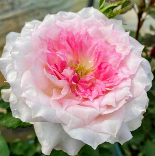 Le Rire Japanese color changing garden rose plant flower bush shrub
