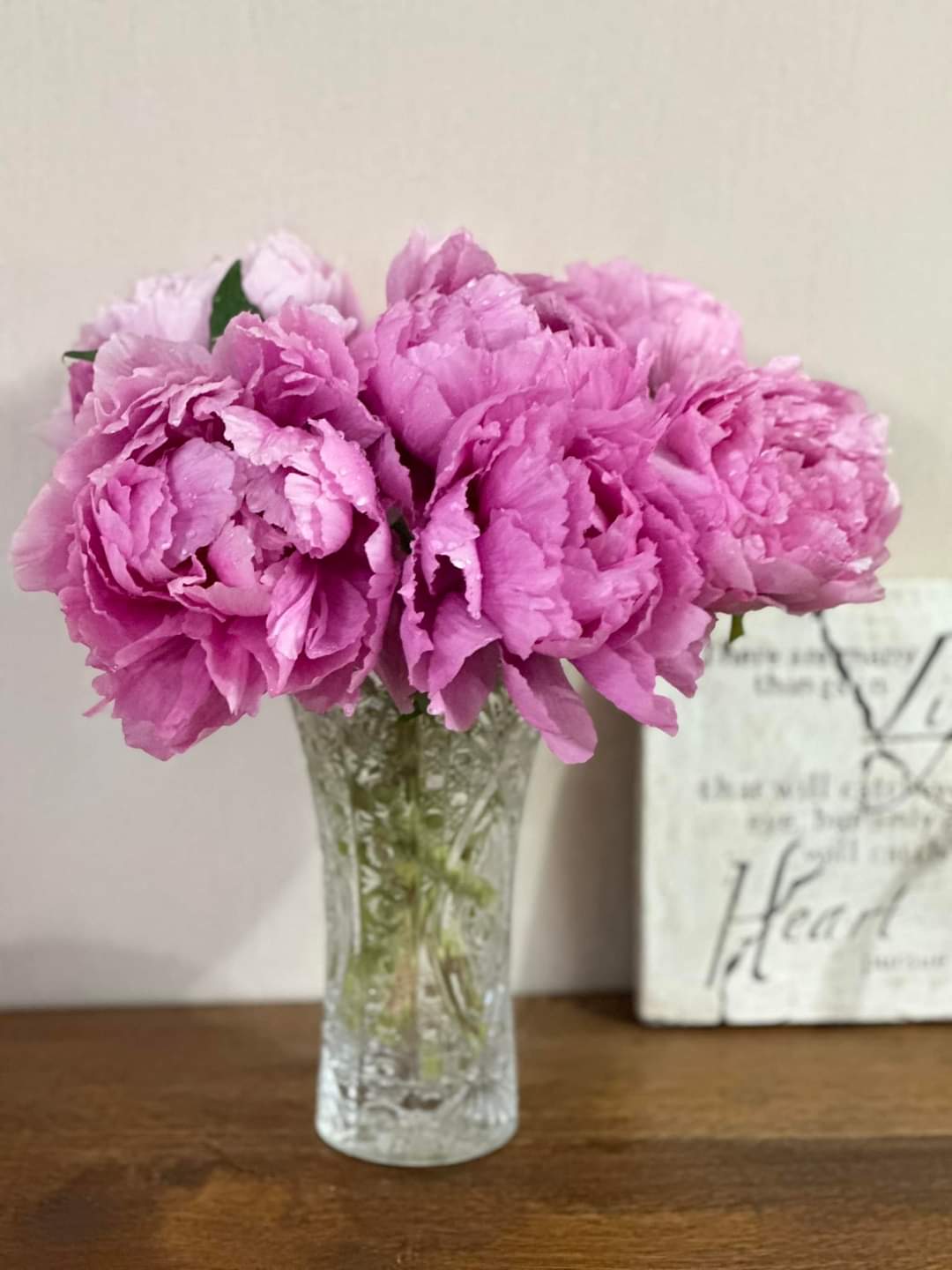 Japanese large flower tree peony (available soon)