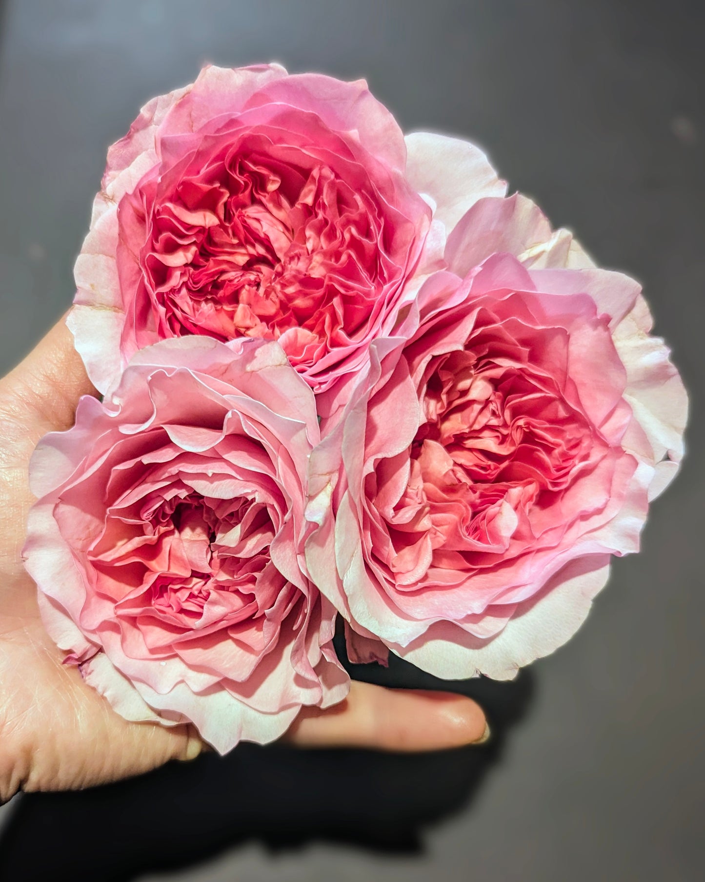 New rose garden rose plant flower bush shrub