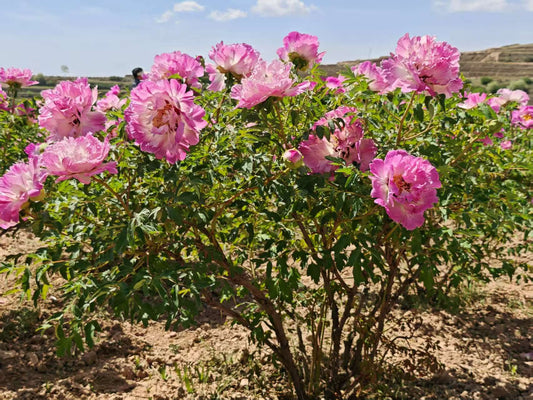 "Dressed in red & white" large flower tree peony