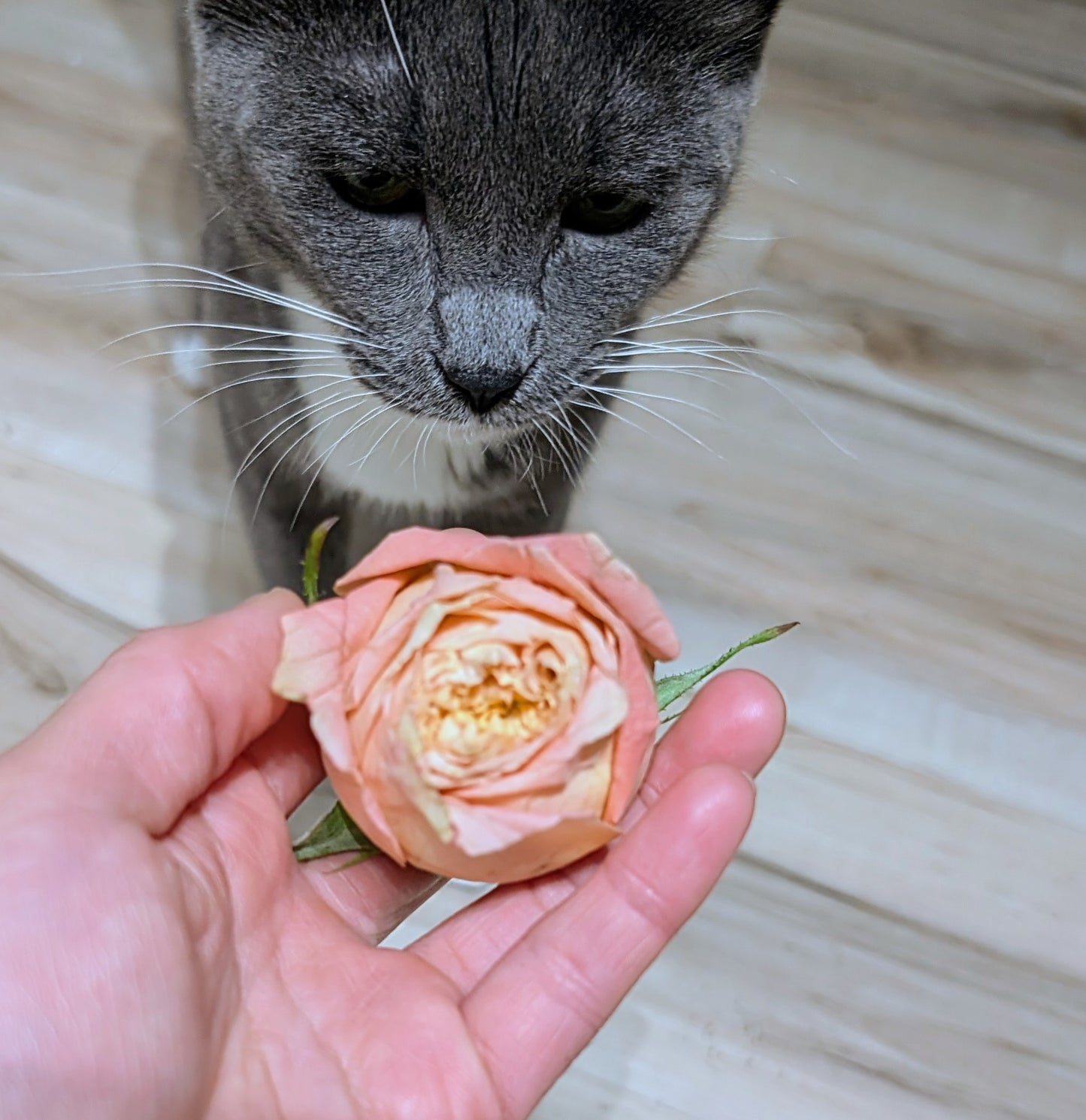 Princess Sakura garden rose plant flower bush shrub