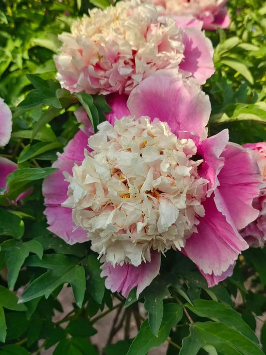 Multicolor anemone large flower tree peony