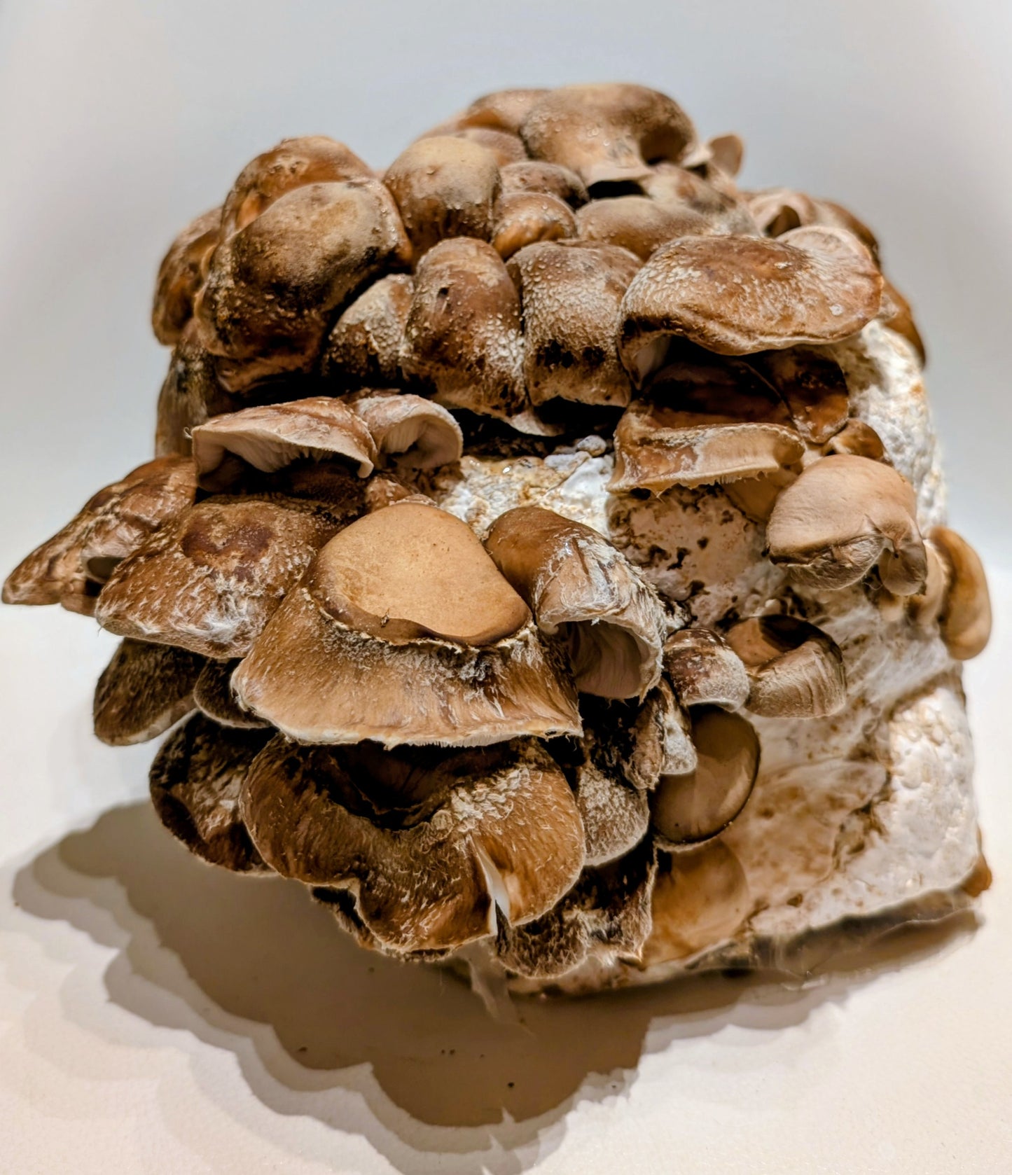 Organic Shiitake Fruiting Block – Mushroom Growing Kit