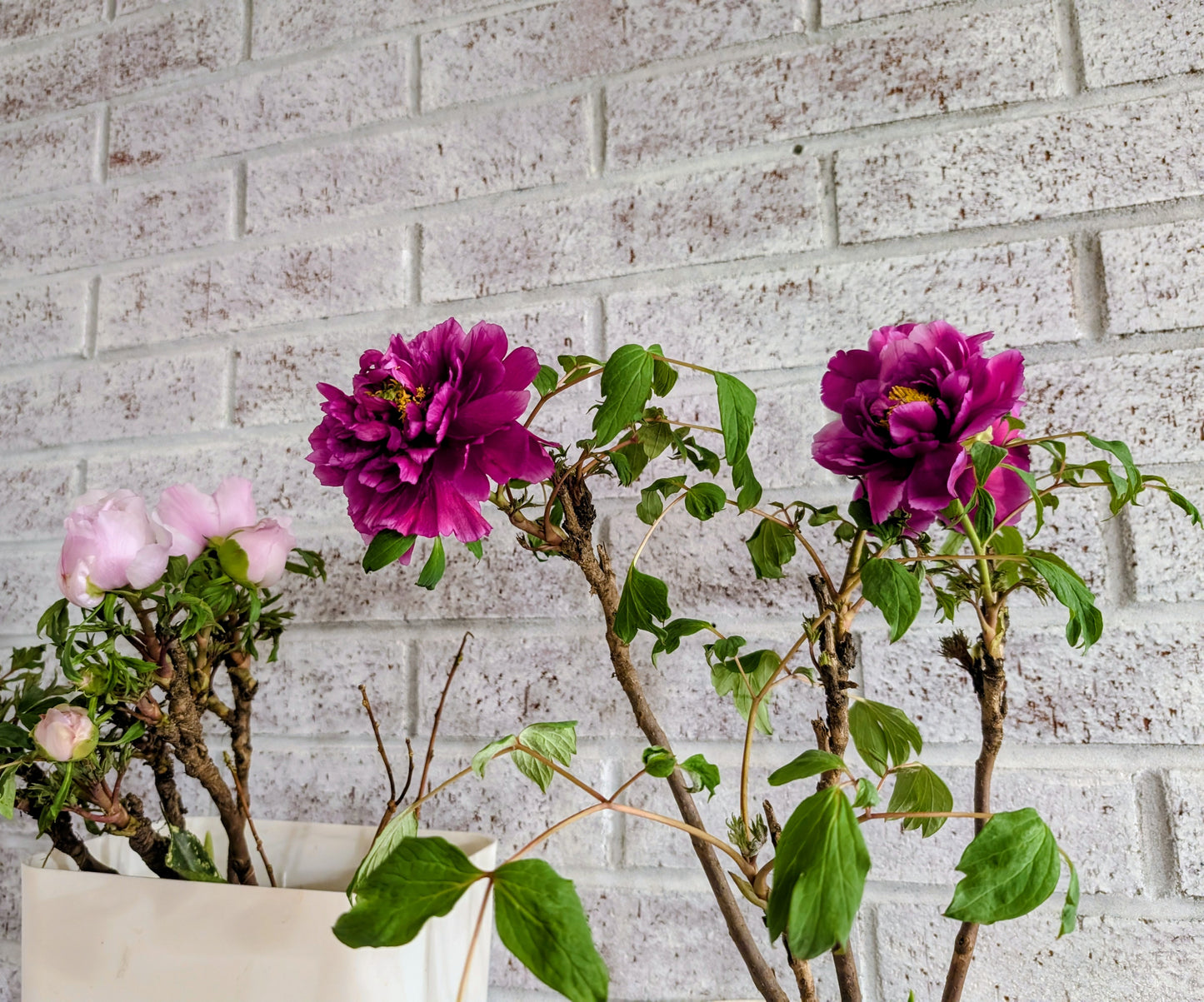 "Champion Crown" large flower tree peony