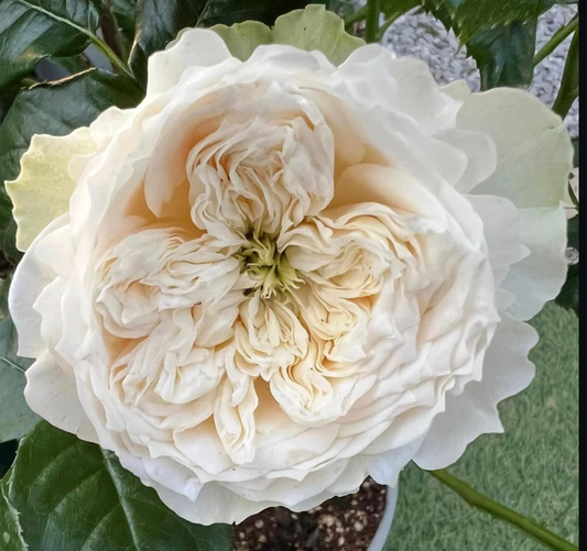 Whitby Abbey rose plant large flower bush deciduous shrub
