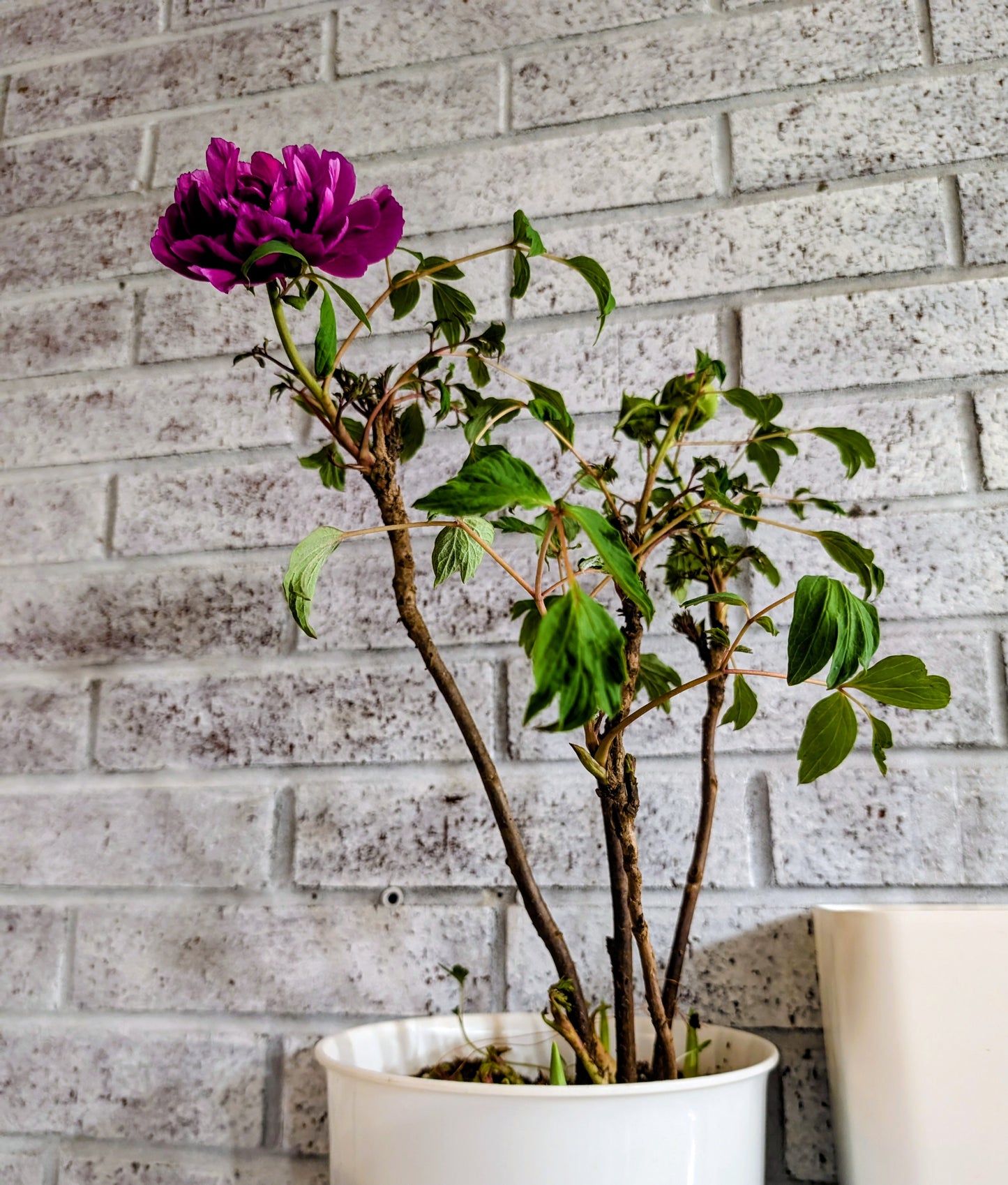 "Champion Crown" large flower tree peony