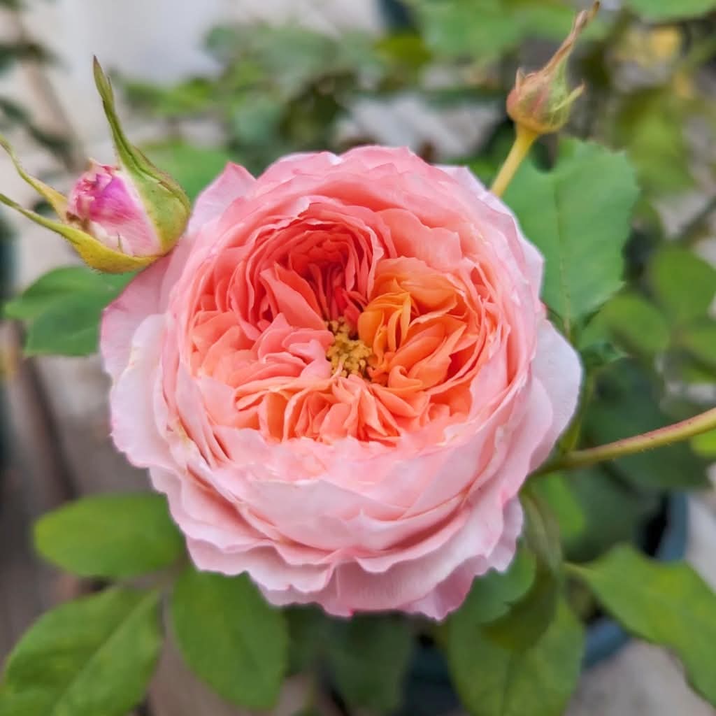 Princess Sakura garden rose plant flower bush shrub