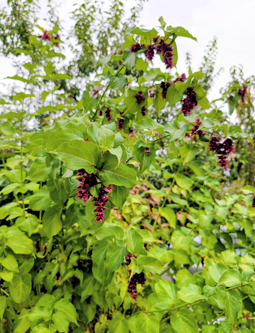 Free Himalayan honeysuckle seeds and cuttings