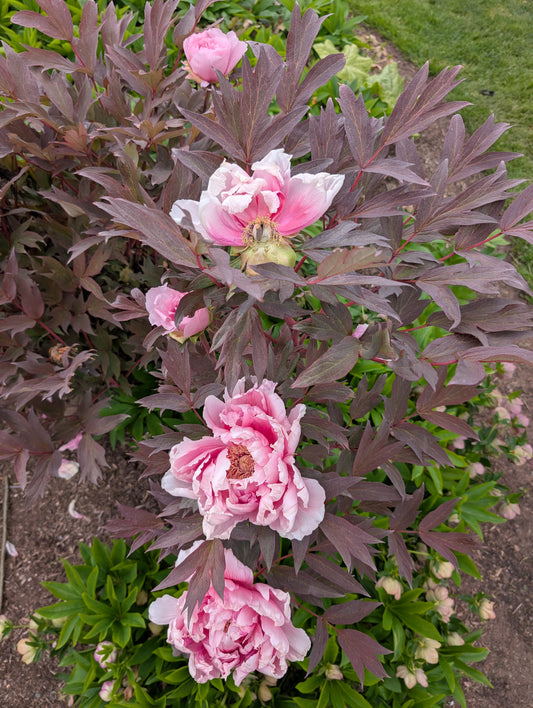 Purple leaf pink Eternal Camellias Japanese tree peony