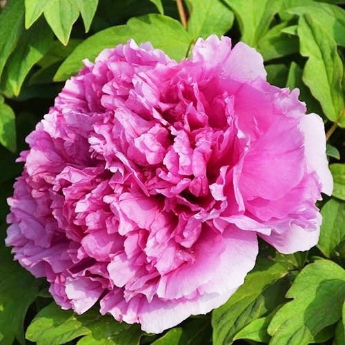 "Prosperous Family" large flower tree peony