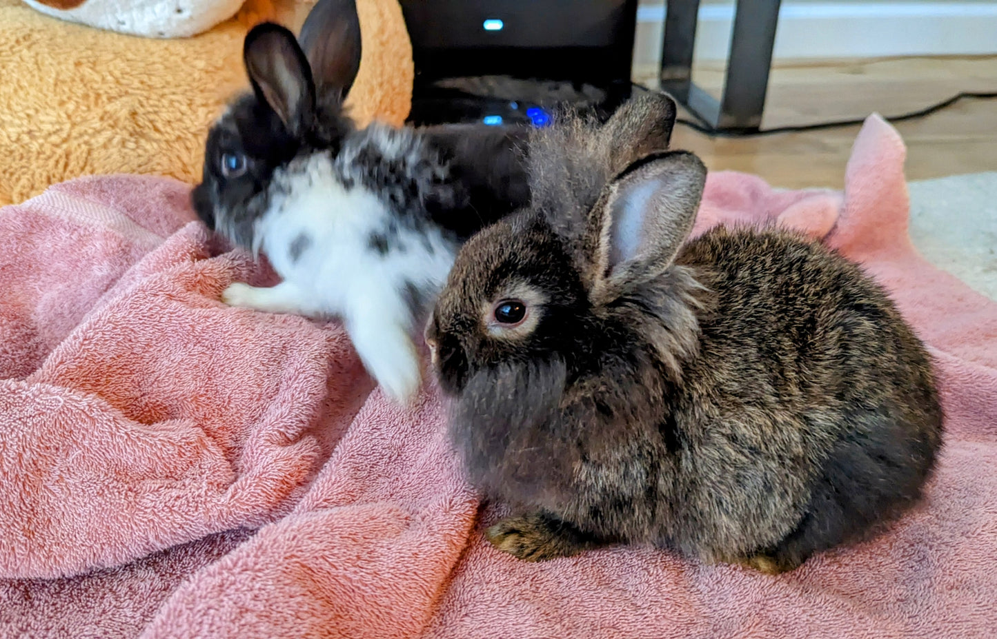 2-6 month old bunny rabbits