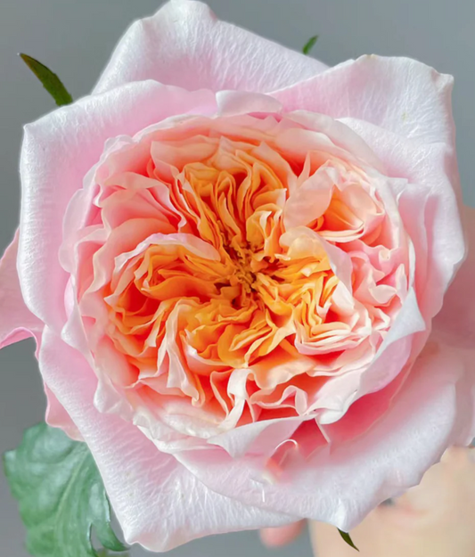 Notting Hill lookalike garden rose plant large flower bush deciduous shrub