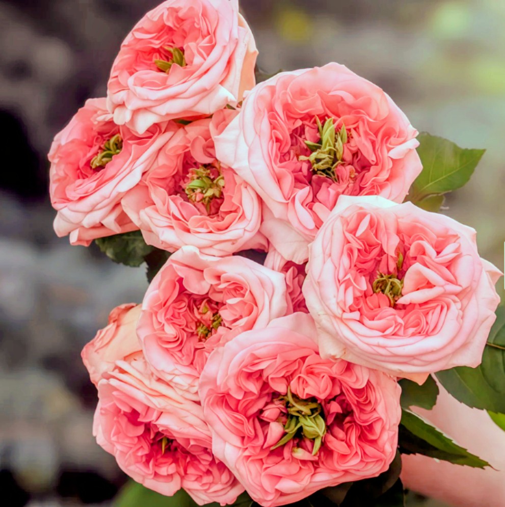 New Design lookalike garden rose plant flower bush shrub